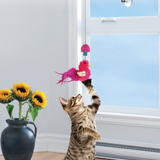 Kattinorge Kong Katteleke Window Teaser Kattinorge Kong Katteleke Window Teaser
