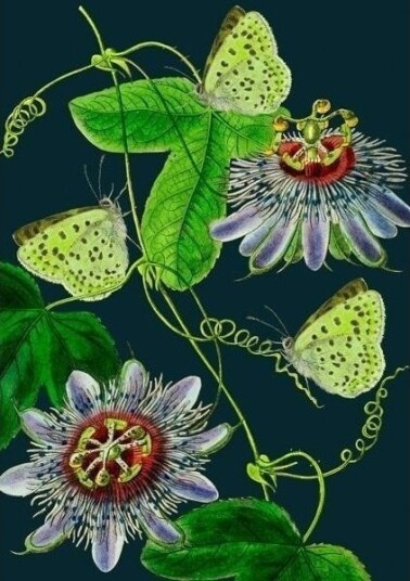 Madame Treacle Kortpakke B6 Med Konvolutt Passiflora Noca