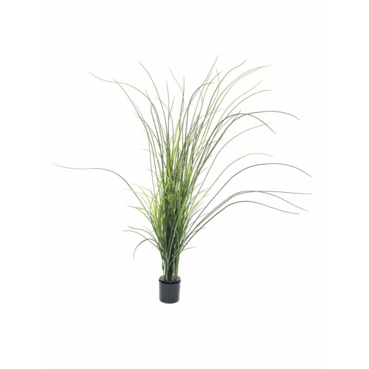 Europalms Reed Grass. 145cm Europalms Reed Grass. 145cm
