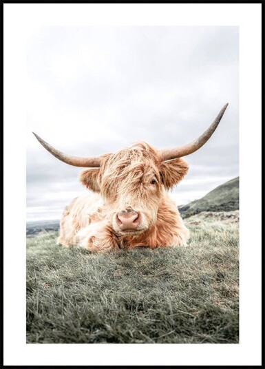 Highland Cow Chilling Plakat Plakat / 40x50cm