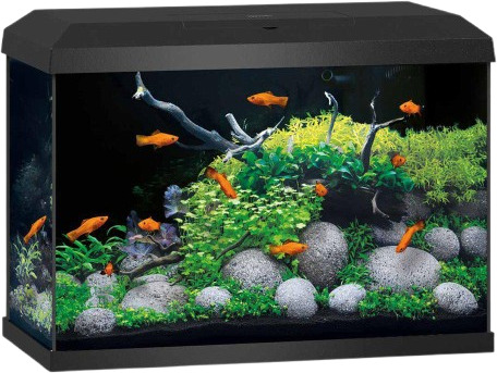 Akvarium Primo 70 Black 2.0 61X31X44 cm 70L Akvaristikk Akvarium & Møbler Akvarium Juwel