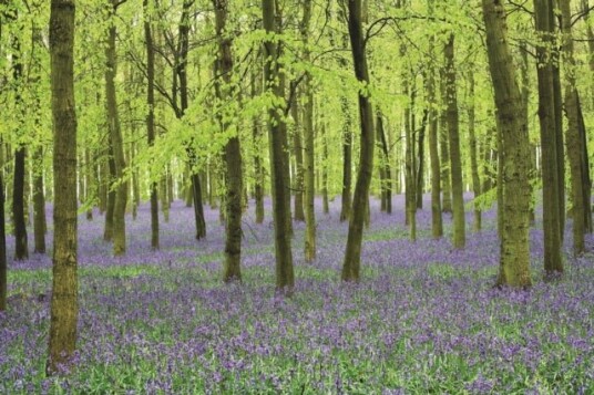 Memo Block   Bluebells