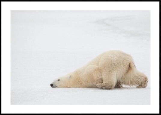 Peaceful Polar Bear Nap Plakat / 21x30 Peaceful Polar Bear Nap Plakat / 21x30