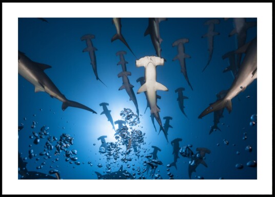 Hammerhead School Underwater Plakat / 50x70