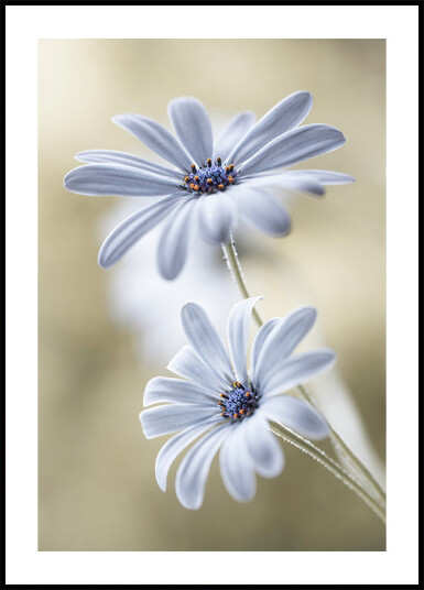 Cape daisies Plakat Plakat / 40x50cm