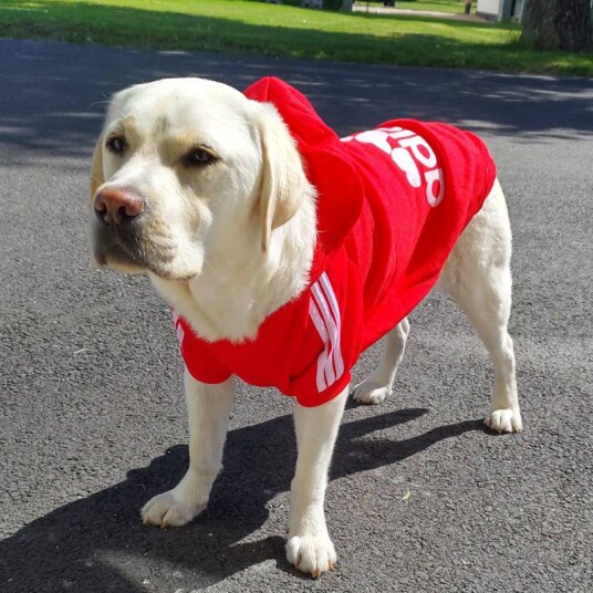 Adidog Hettegenser Til Hunder