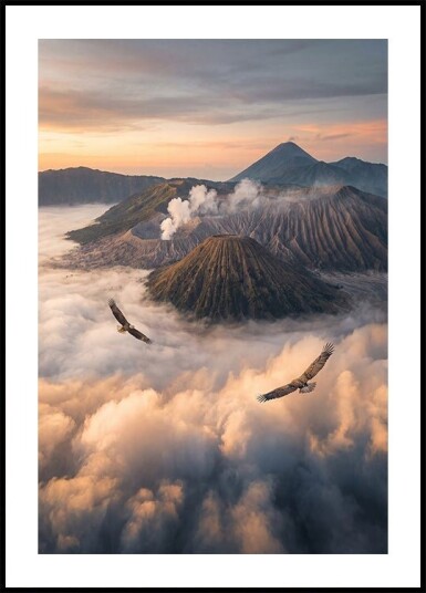 Eagles Fly Free Plakat Plakat / 50x70cm
