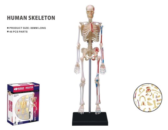 Robetoy Human Anatomy Skeleton 19 cm 26059 Robetoy Human Anatomy Skeleton 19 cm 26059