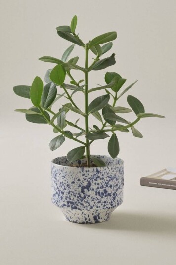Jotex BELLADONNA BELLA potte, diameter 21,5 cm Hvit/blå 1667200-01-0 1667200-03-0