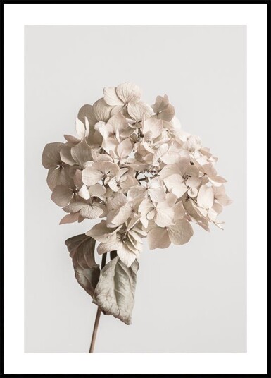 Beige dried flower Poster Plakat / 100x150cm