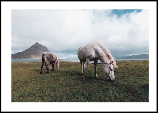 Horses by A Lake Plakat Plakat / 50x70cm Horses by A Lake Plakat Plakat / 50x70cm