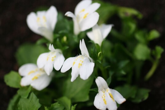 Sumpplante "Mazus reptans alba"