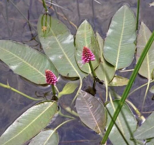 Sumpplante Polygonum Amphibium Sumpplante Polygonum Amphibium