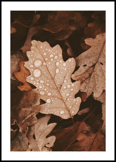 Dew Dappled Autumn Leaves Plakat Plakat / 100x150cm Dew Dappled Autumn Leaves Plakat Plakat / 100x150cm