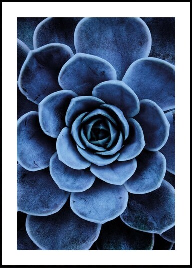 Blue Succulent Plakat Plakat / 100x150cm