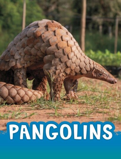 Pangolins Av Jaclyn Jaycox