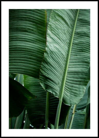 Leaves 14 Plakat / 40x50