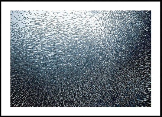 Sardines Firework Plakat / 40x50cm