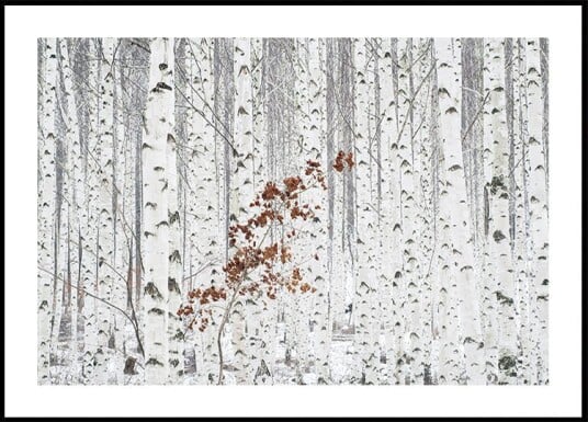 From White Poster Plakat / 40x50cm From White Poster Plakat / 40x50cm