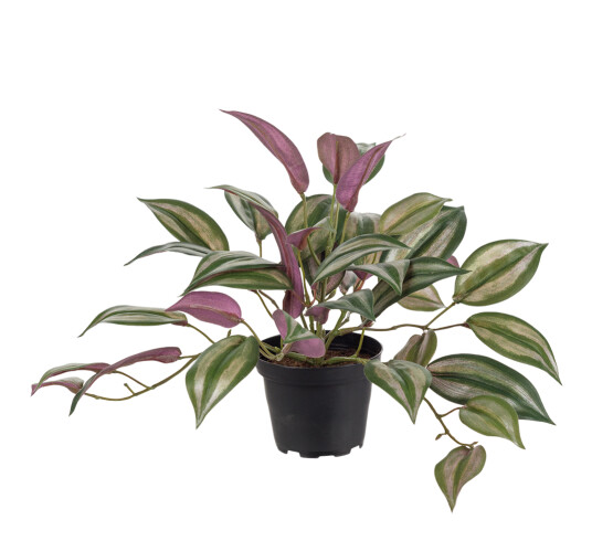 Husvandrer 25 cm Husvandrer 25 cm