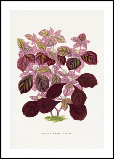 Pink Teleianthera Ficoidea Leaf Illustration Plakat / 40x50 Pink Teleianthera Ficoidea Leaf Illustration Plakat / 40x50