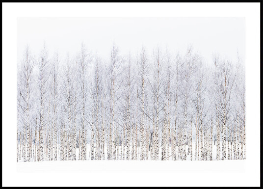 Winter birches Poster Plakat / 30x40cm