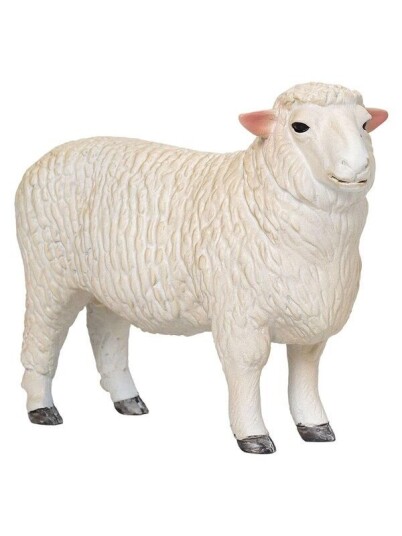 Mojo   Farmland Romney Sheep Ram