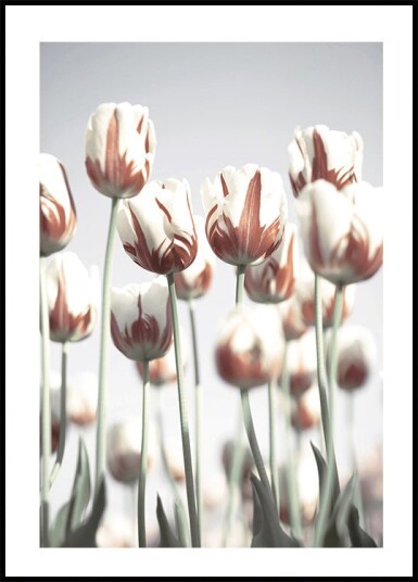 Dutch Tulips Plakat Plakat / 100x150cm
