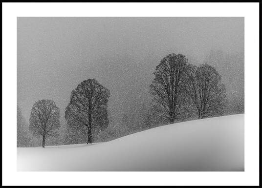 snow white Plakat Plakat / 100x150cm