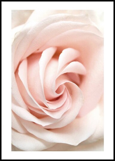 Rose Flower Plakat Plakat / 100x150cm Rose Flower Plakat Plakat / 100x150cm
