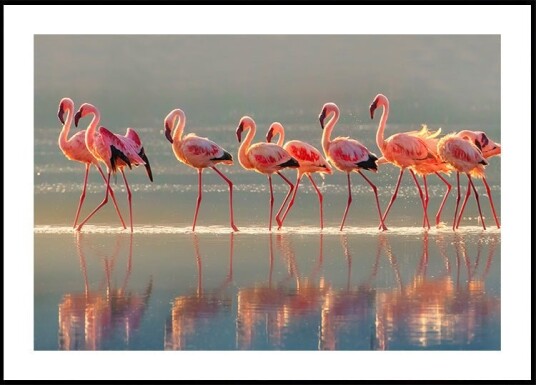 Flamingo Plakat Plakat / 100x150cm