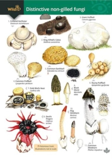 Distinctive nongilled fungi