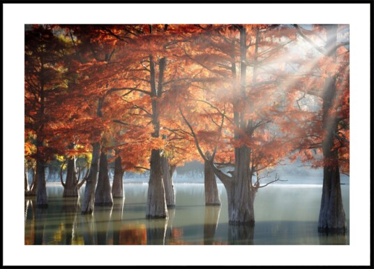 Golden Fall Cypress Lake Plakat / 30x40