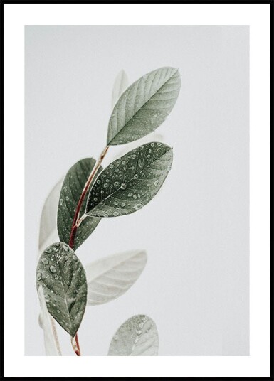 Dew On The Leaves Plakat Plakat / 70x100cm