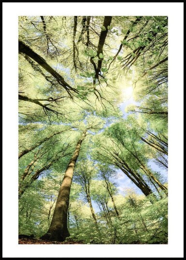 Beech Forest Plakat Plakat / 30x40cm