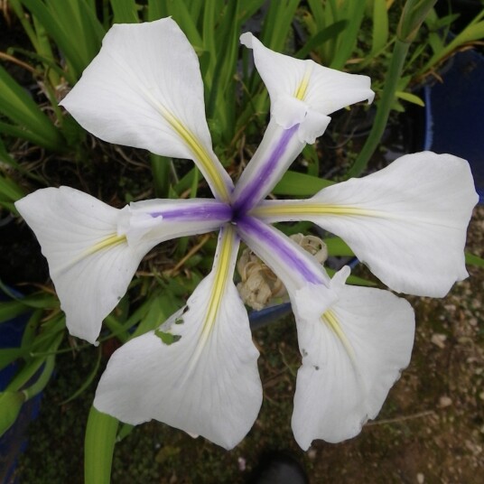 Sumpplante "Iris laevigata 'Snowdrift'" Sumpplante "Iris laevigata 'Snowdrift'"