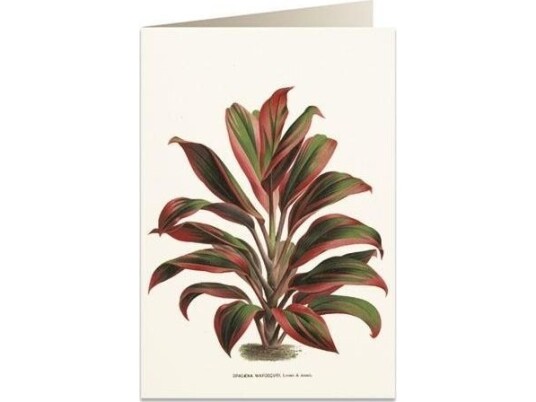 Tassotti B6 Kort + Konvolutt 6064 Dracaena Rød Og Grønn