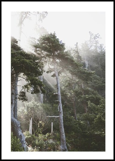 Sunshine Through The Fog Plakat Plakat / 40x50cm