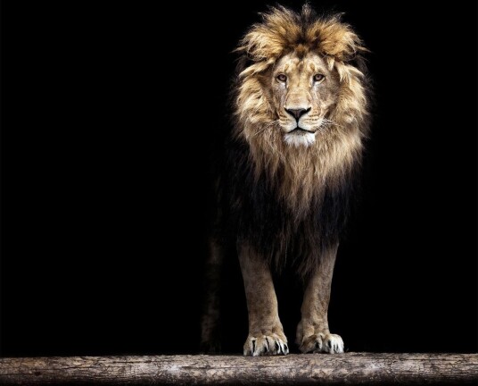 Bilde Lion 50x50 cm