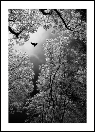 Flight Plakat / 70x100cm Flight Plakat / 70x100cm