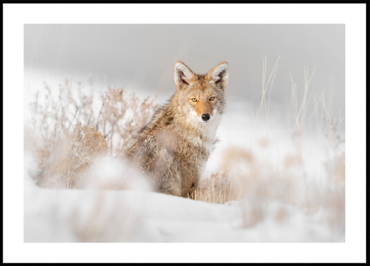 Coyote sitting on the snow Plakat Plakat / 50x70cm Coyote sitting on the snow Plakat Plakat / 50x70cm
