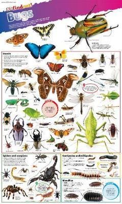 DKfindout! Bugs Poster DKfindout! Bugs Poster