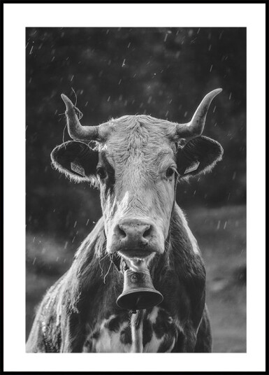 Cow With Bell Plakat Plakat / 70x100cm