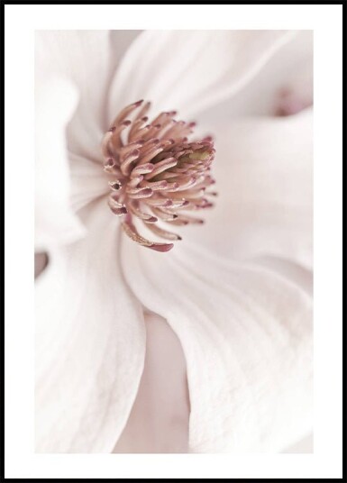 Beige Magnolia Plakat Plakat / 21x30cm