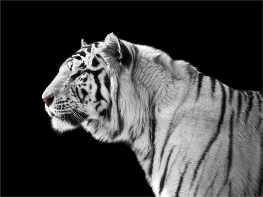 Fototapet Hvit Tiger 300x231 - Artgeist sp. z o. o.