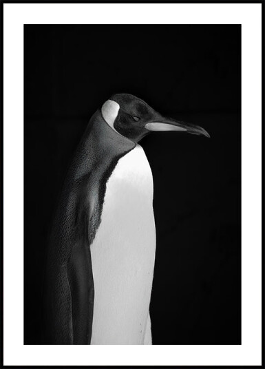 Mr. Penguin Plakat Plakat / 40x50cm Mr. Penguin Plakat Plakat / 40x50cm