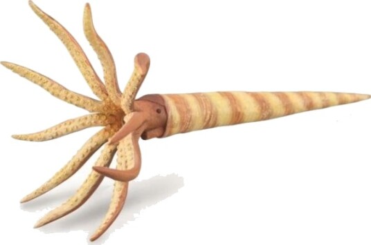 Orthoceras