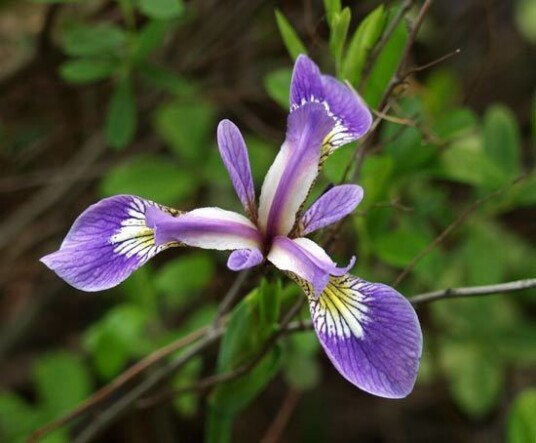 Sumpplante "Iris setosa" Sumpplante "Iris setosa"