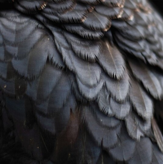 Ex People Bird Vinyl
