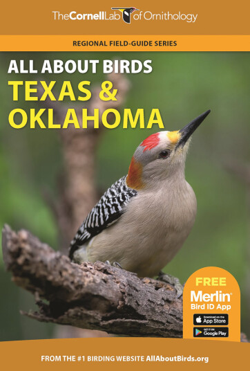 All About Birds Texas and Oklahoma All About Birds Texas and Oklahoma